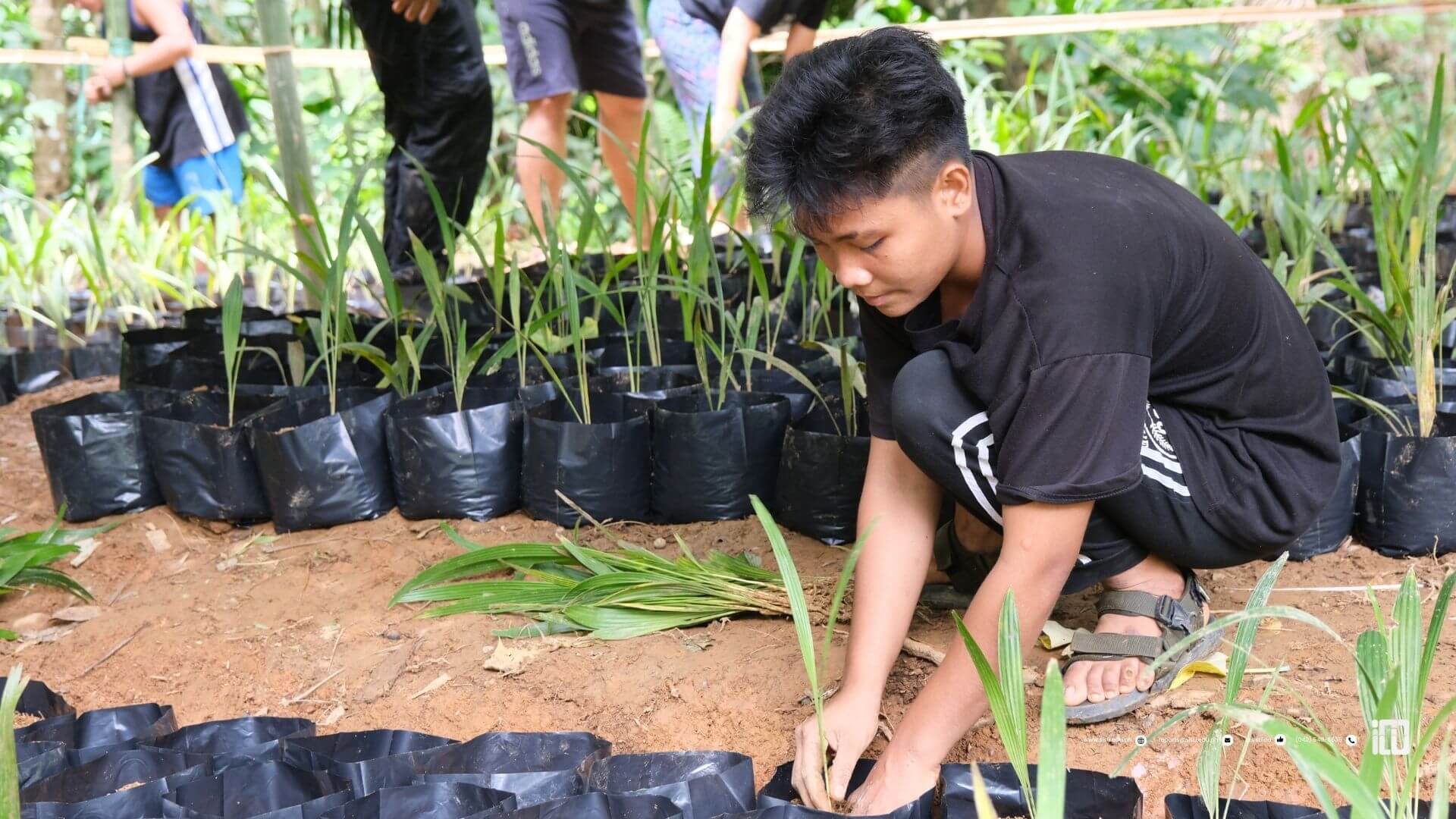 Buri Cultivation (10)
